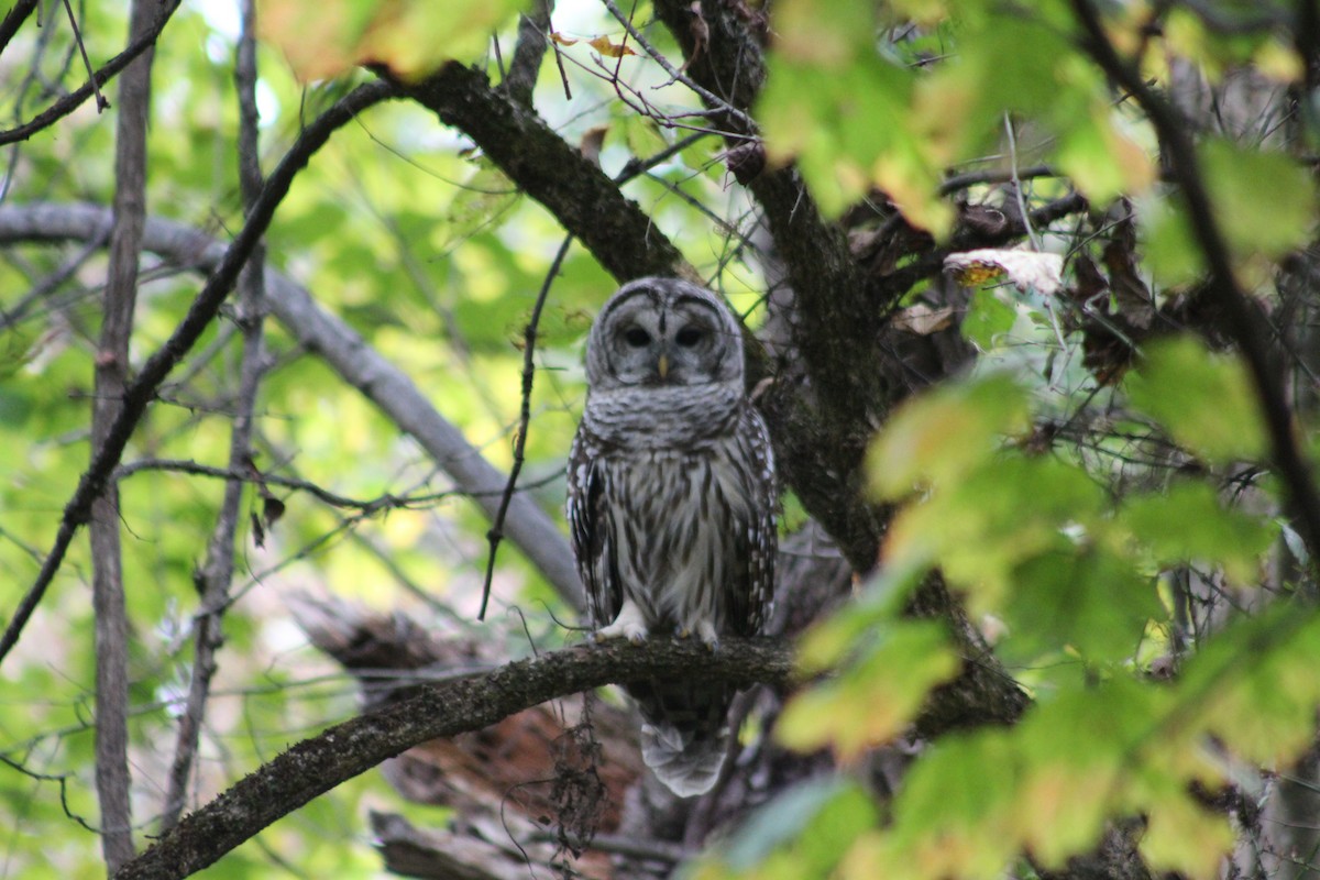 Barred Owl - ML624268988