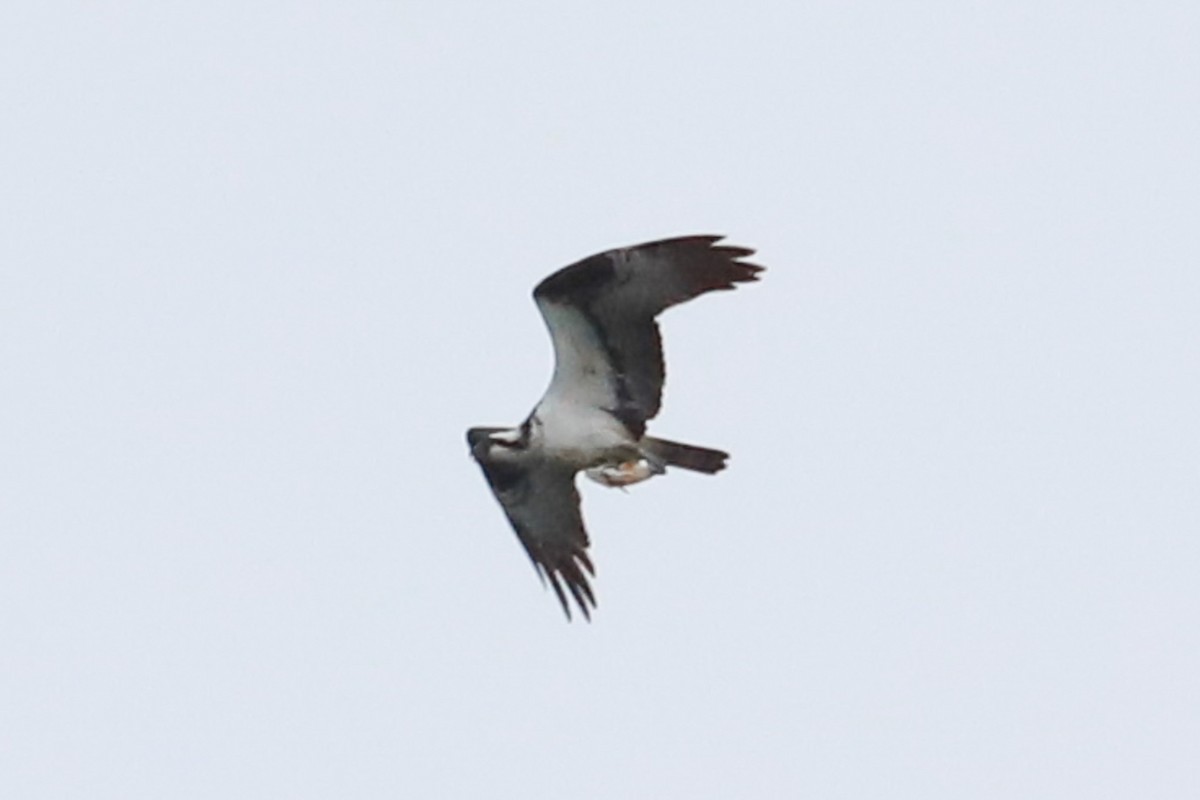 Osprey - ML624269022