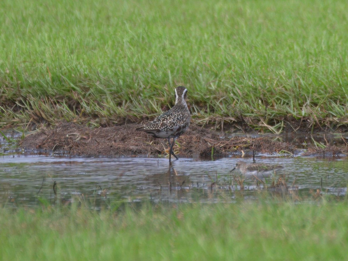 American Golden-Plover - Brett Bickel