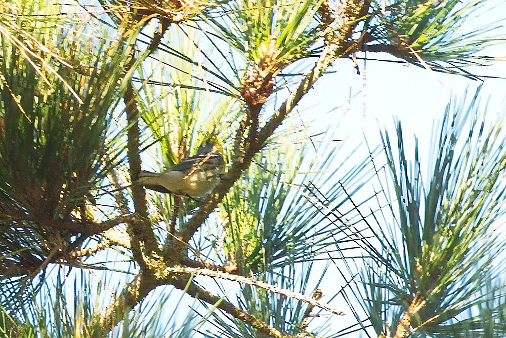 Grace's Warbler - ML624269223