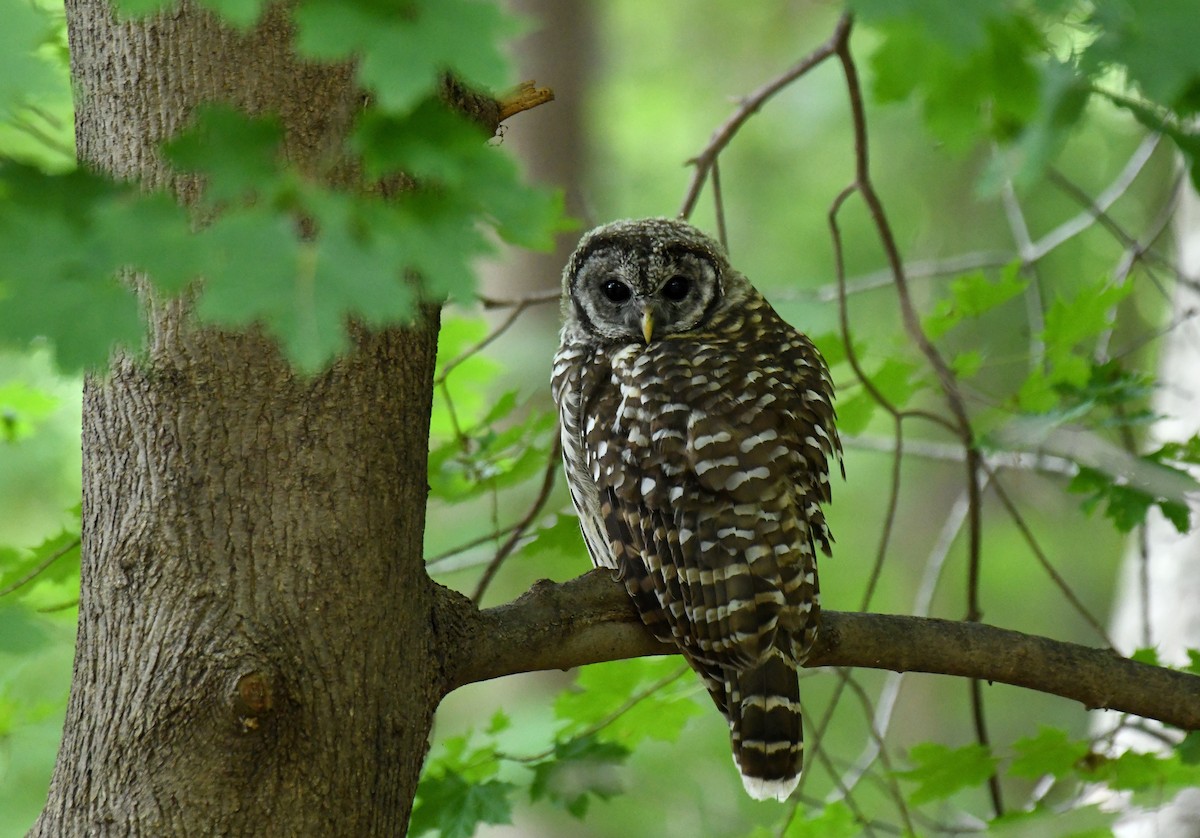 Barred Owl - ML624269259