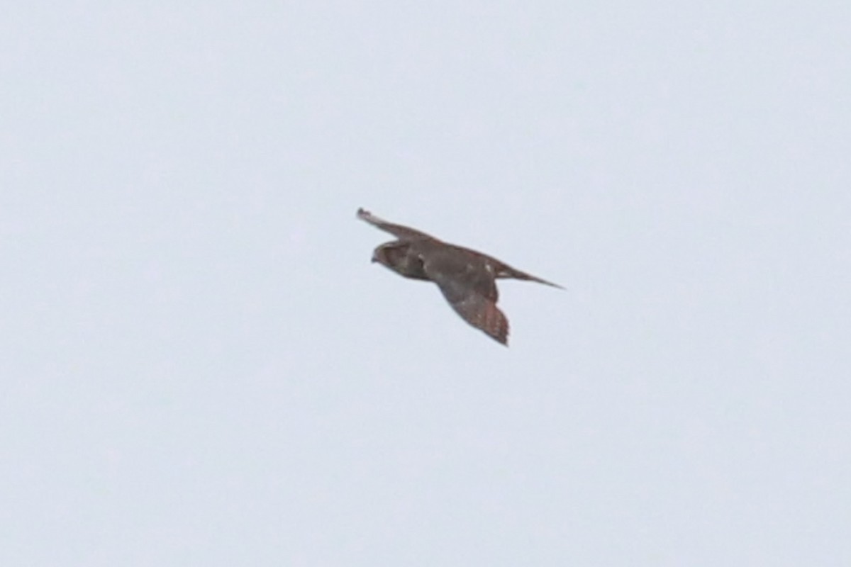 American Kestrel - ML624269267