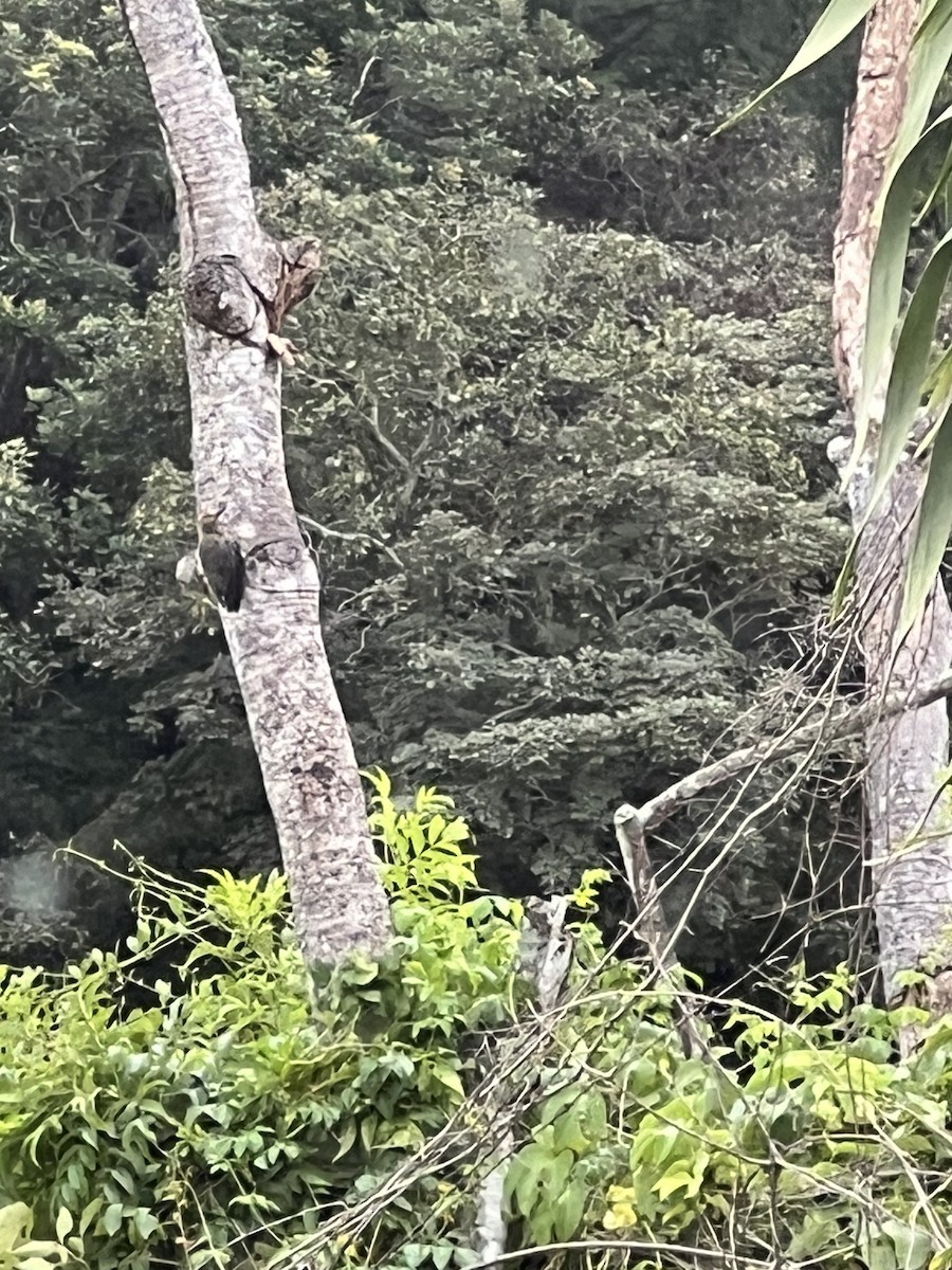 Hoffmann's Woodpecker - ML624269288