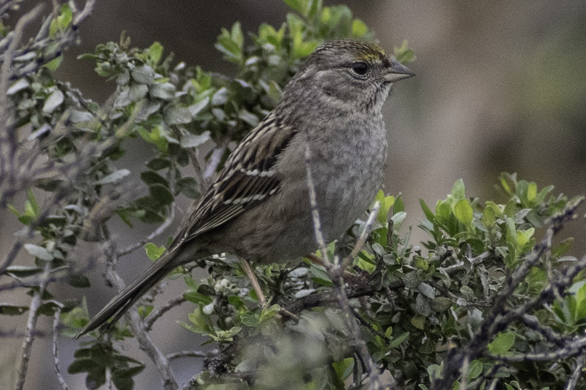 Golden-crowned Sparrow - ML624269304