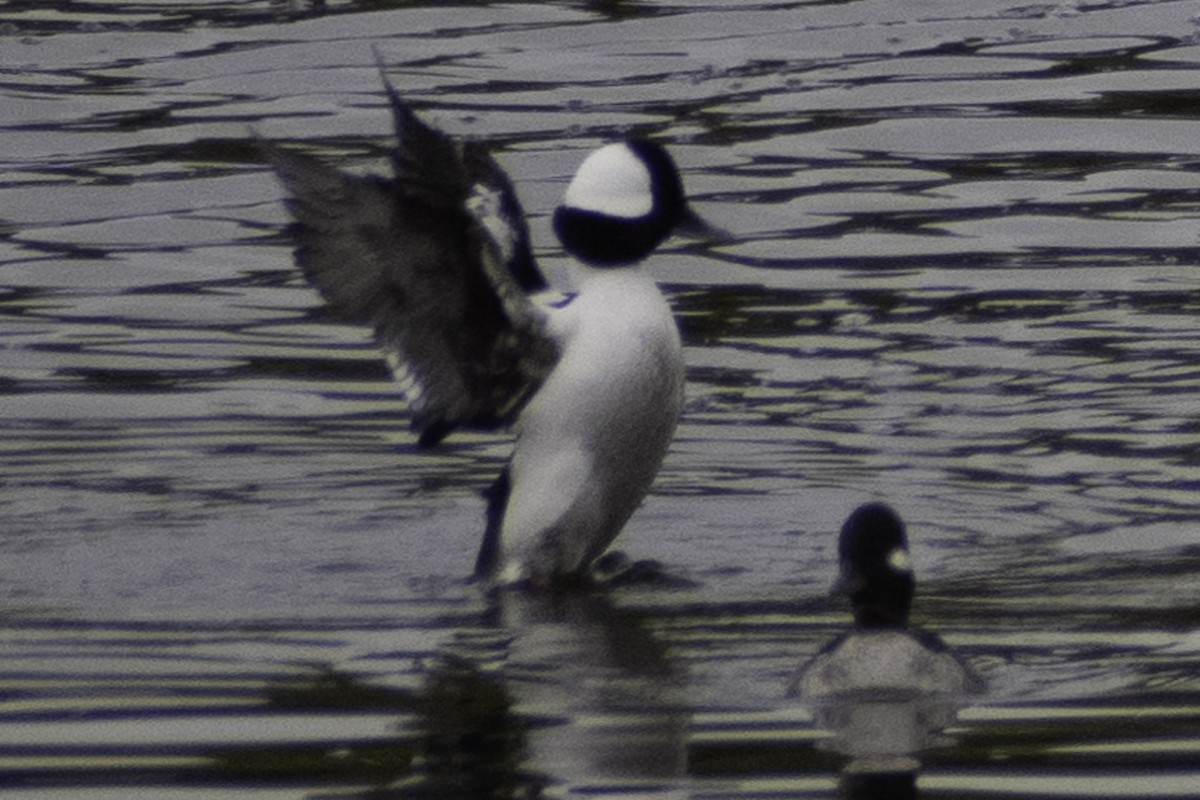 Bufflehead - ML624269314