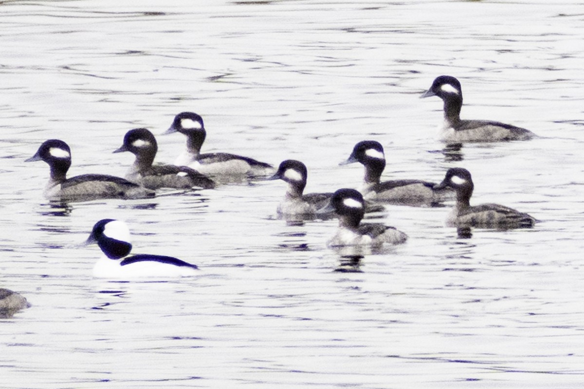 Bufflehead - ML624269334