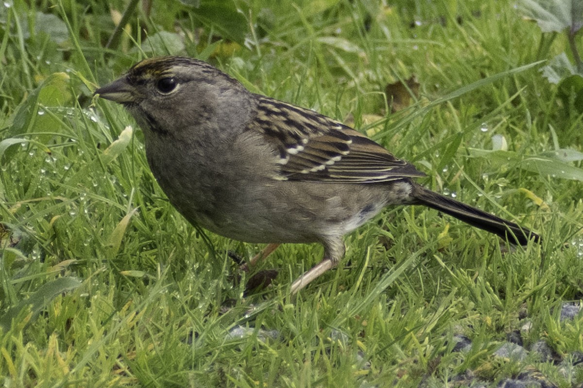 Golden-crowned Sparrow - ML624269371