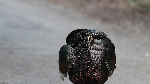 Ocellated Turkey - ML624269376