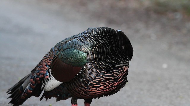 Ocellated Turkey - ML624269377