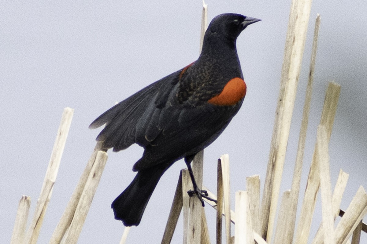 Red-winged Blackbird - ML624269388