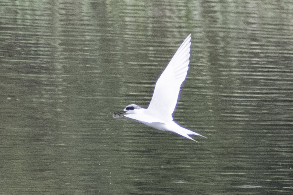 Forster's Tern - ML624269404