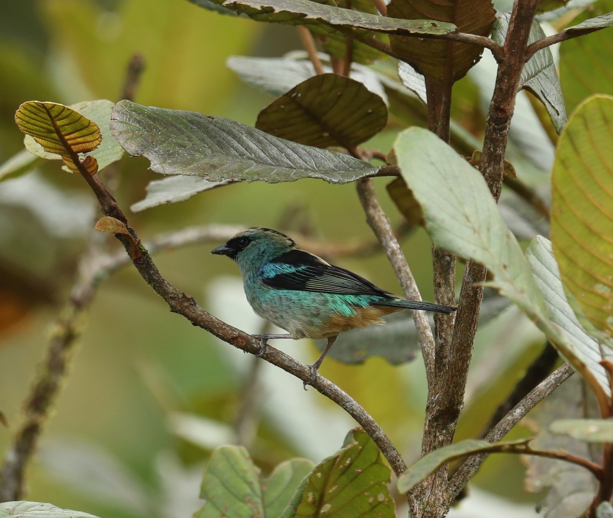 Metallic-green Tanager - ML624269408