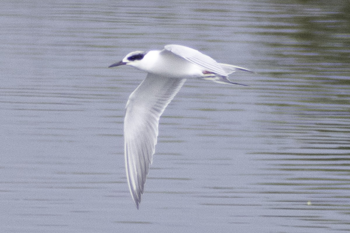 Forster's Tern - ML624269410