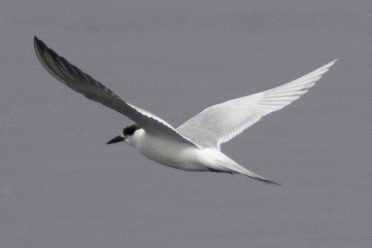 Forster's Tern - ML624269427