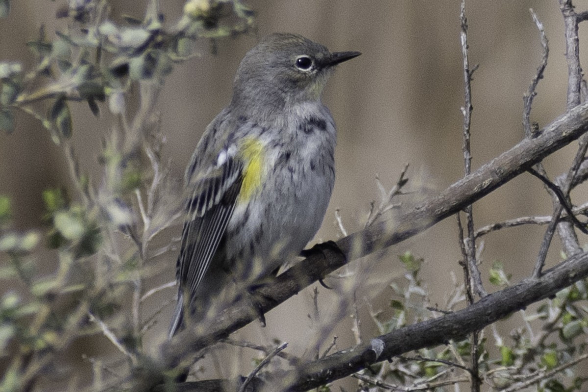 Yellow-rumped Warbler - ML624269442