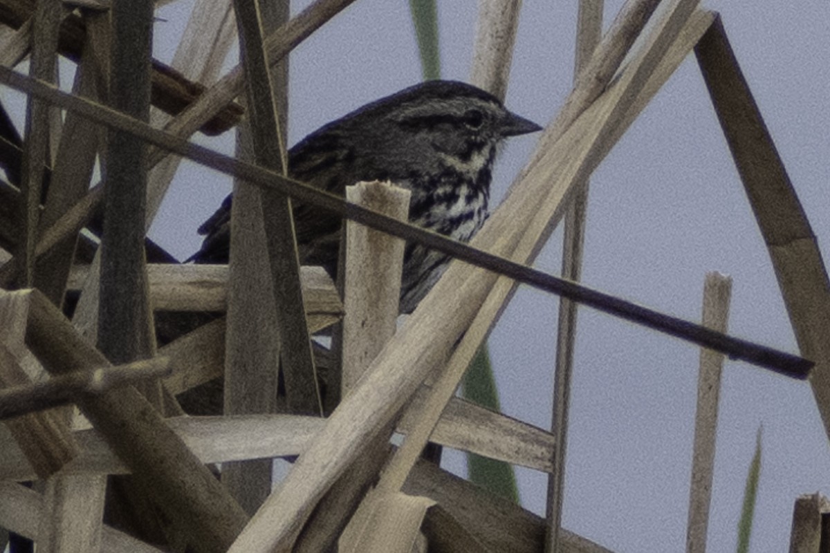 Song Sparrow - ML624269463