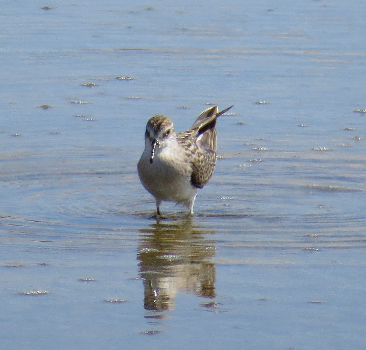 sandsnipe - ML624269494