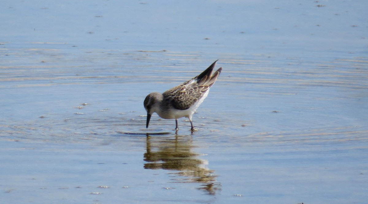 sandsnipe - ML624269495