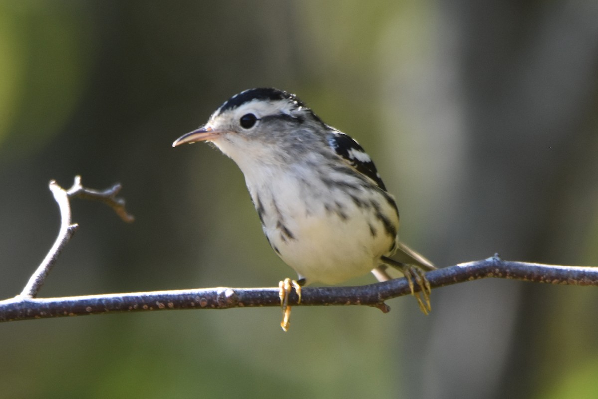 Black-and-white Warbler - Michael Schall