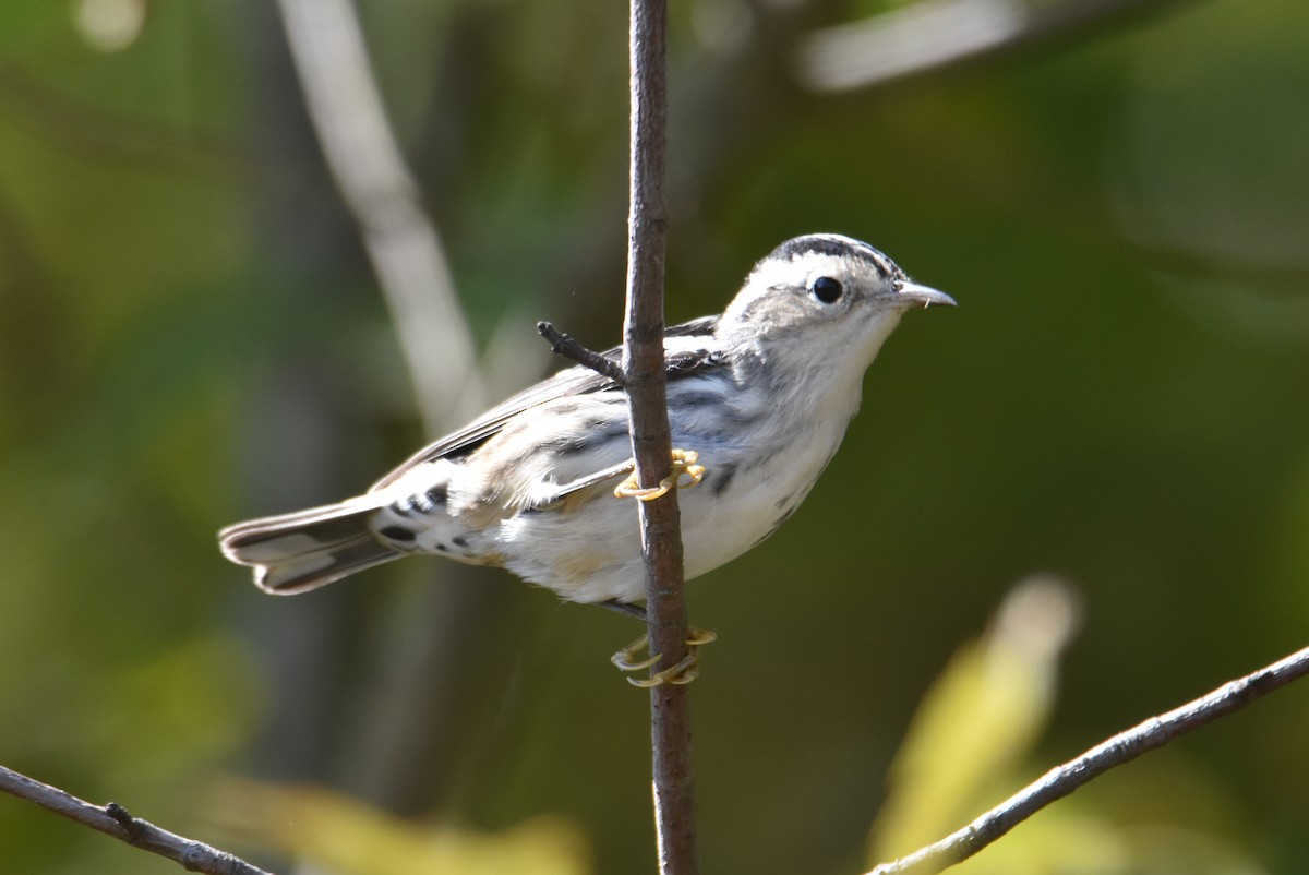 Black-and-white Warbler - ML624269502