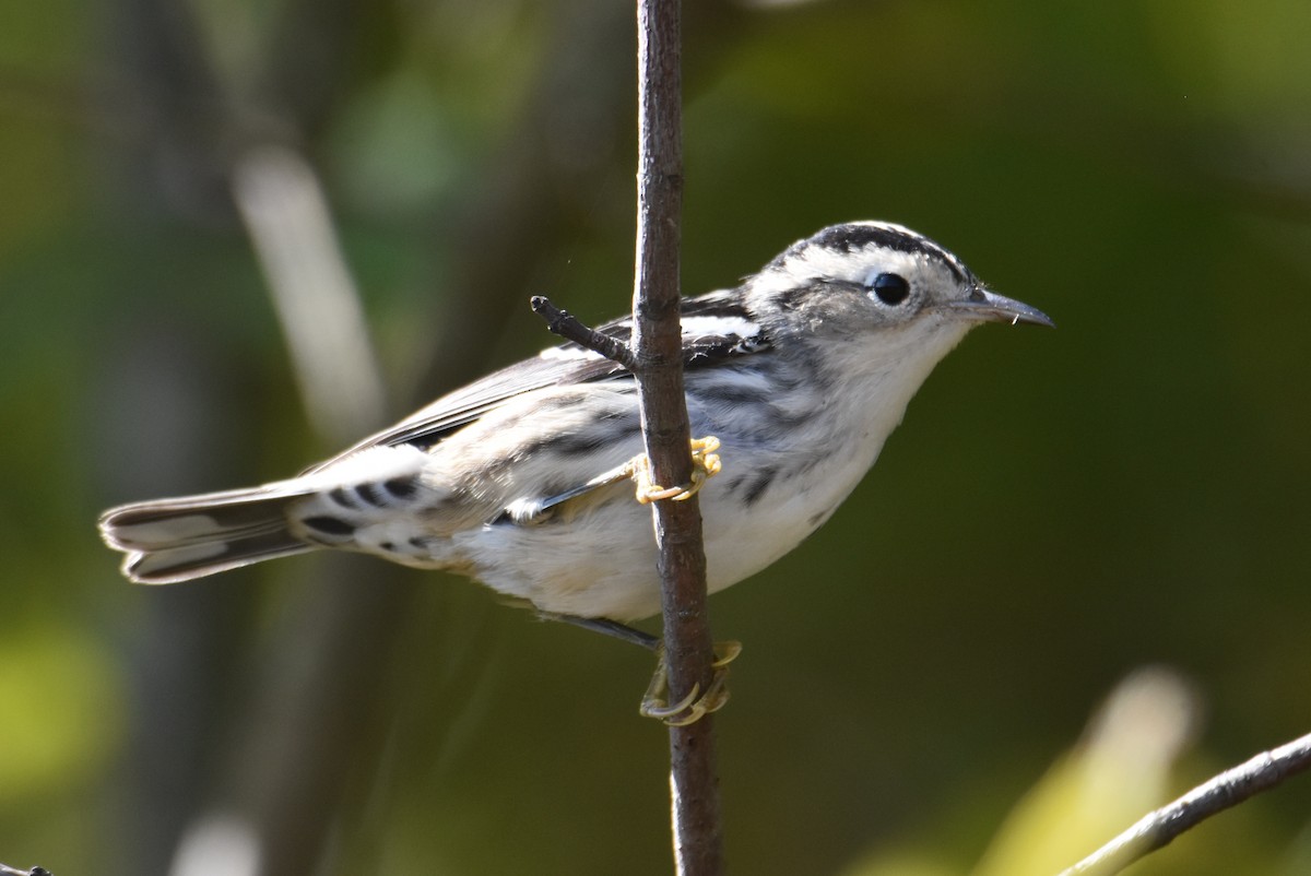 Black-and-white Warbler - ML624269503