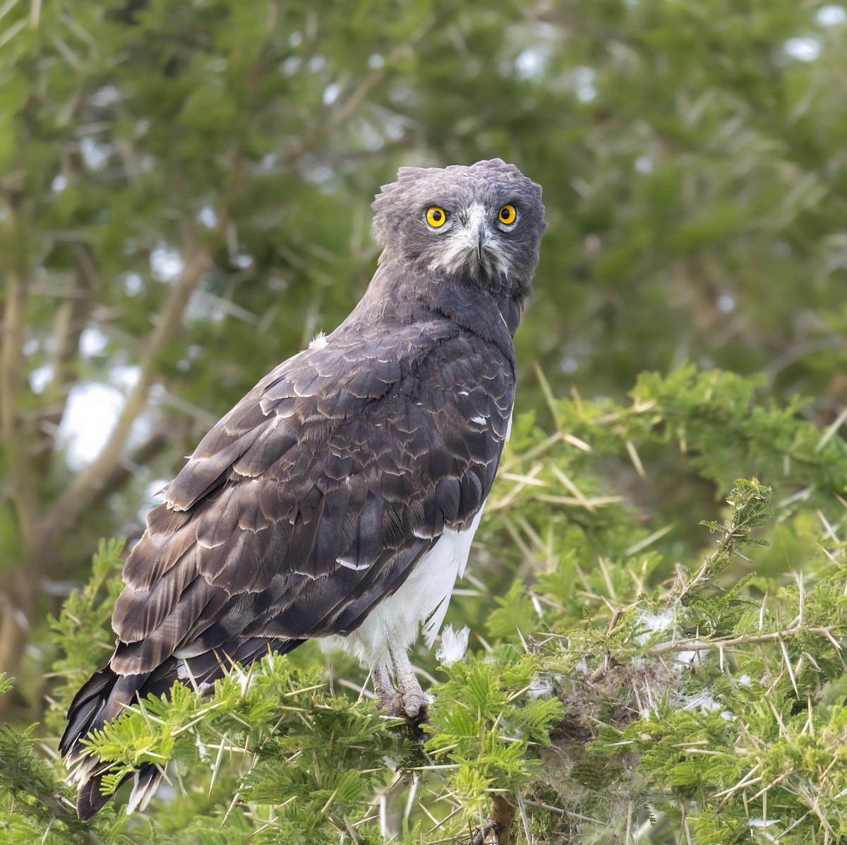 Black-chested Snake-Eagle - ML624269515