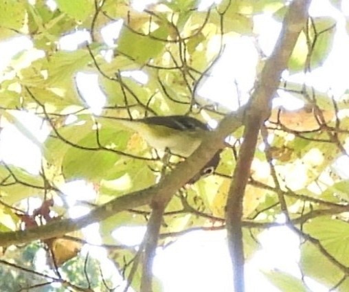 Blue-headed Vireo - ML624269532