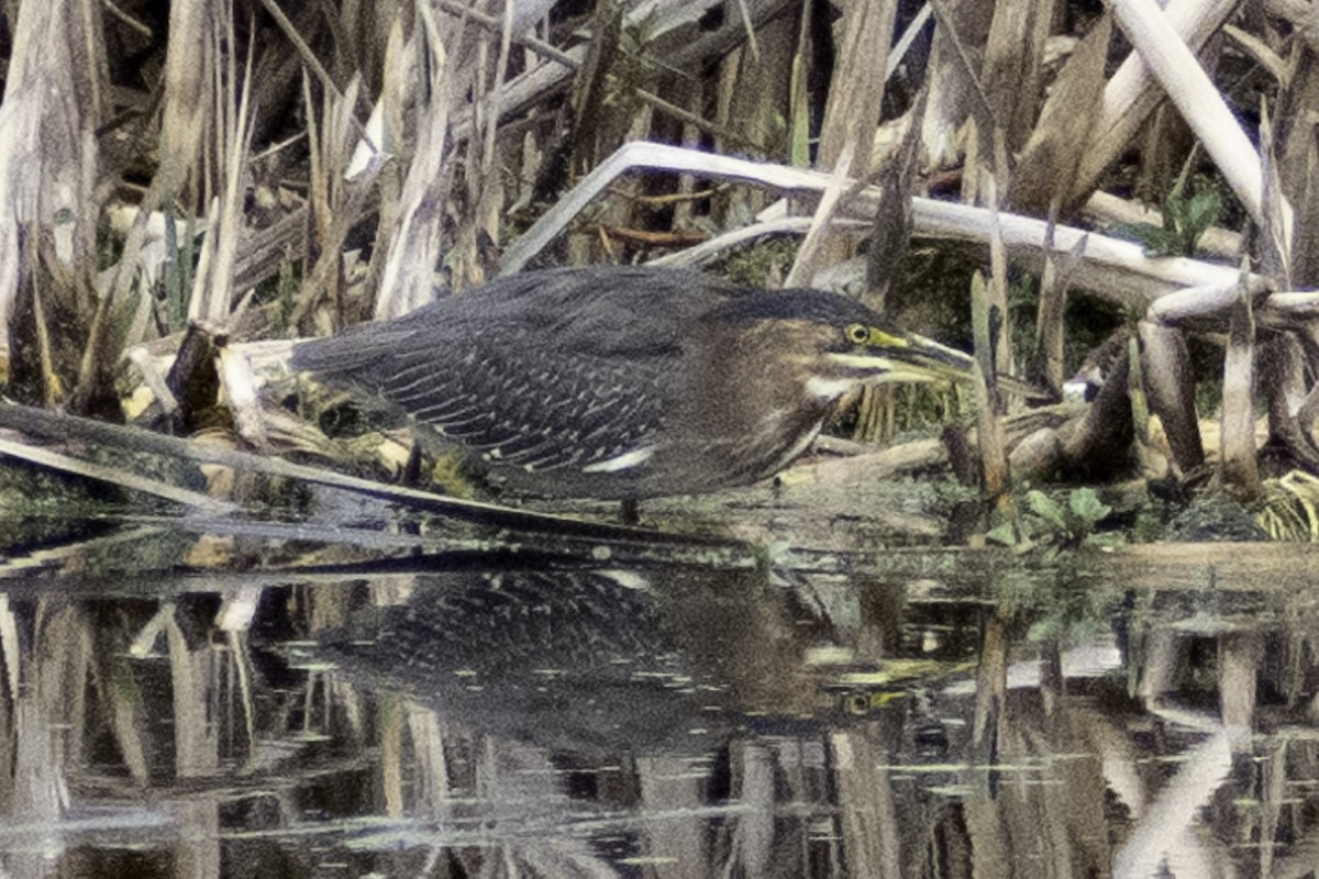 Green Heron - ML624269535