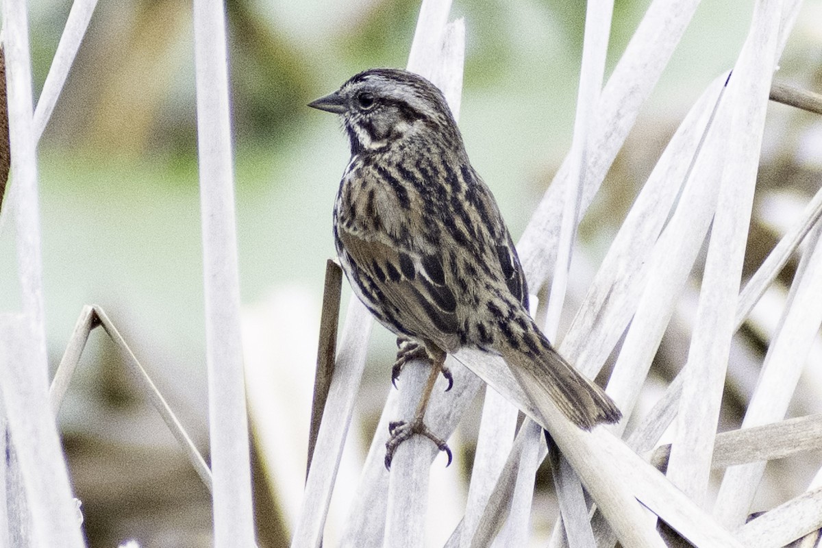 Song Sparrow - ML624269556