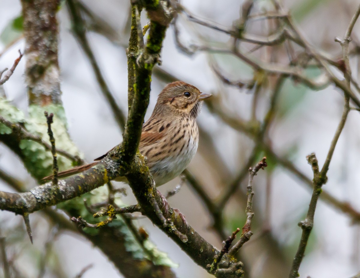 Lincoln's Sparrow - ML624269569