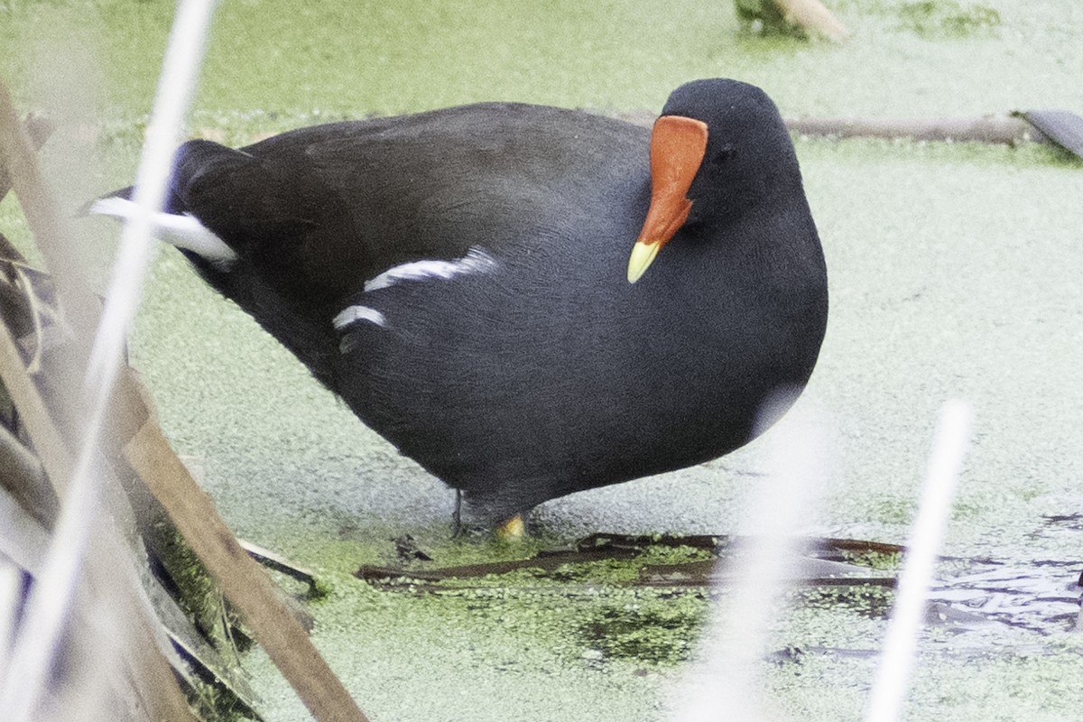 Common Gallinule (American) - ML624269571