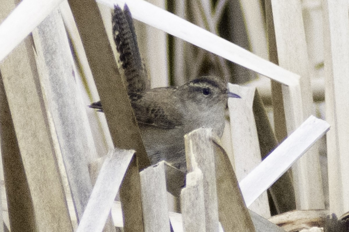 Marsh Wren (paludicola Group) - ML624269594