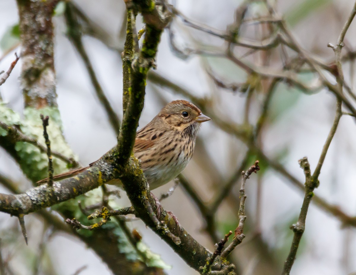 Lincoln's Sparrow - ML624269607