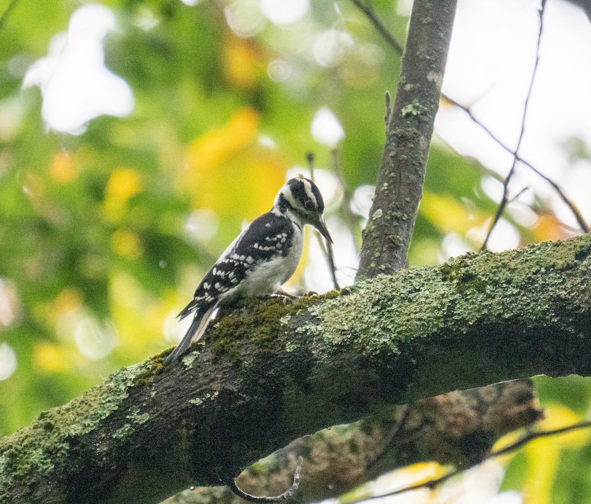 Hairy Woodpecker - ML624269608