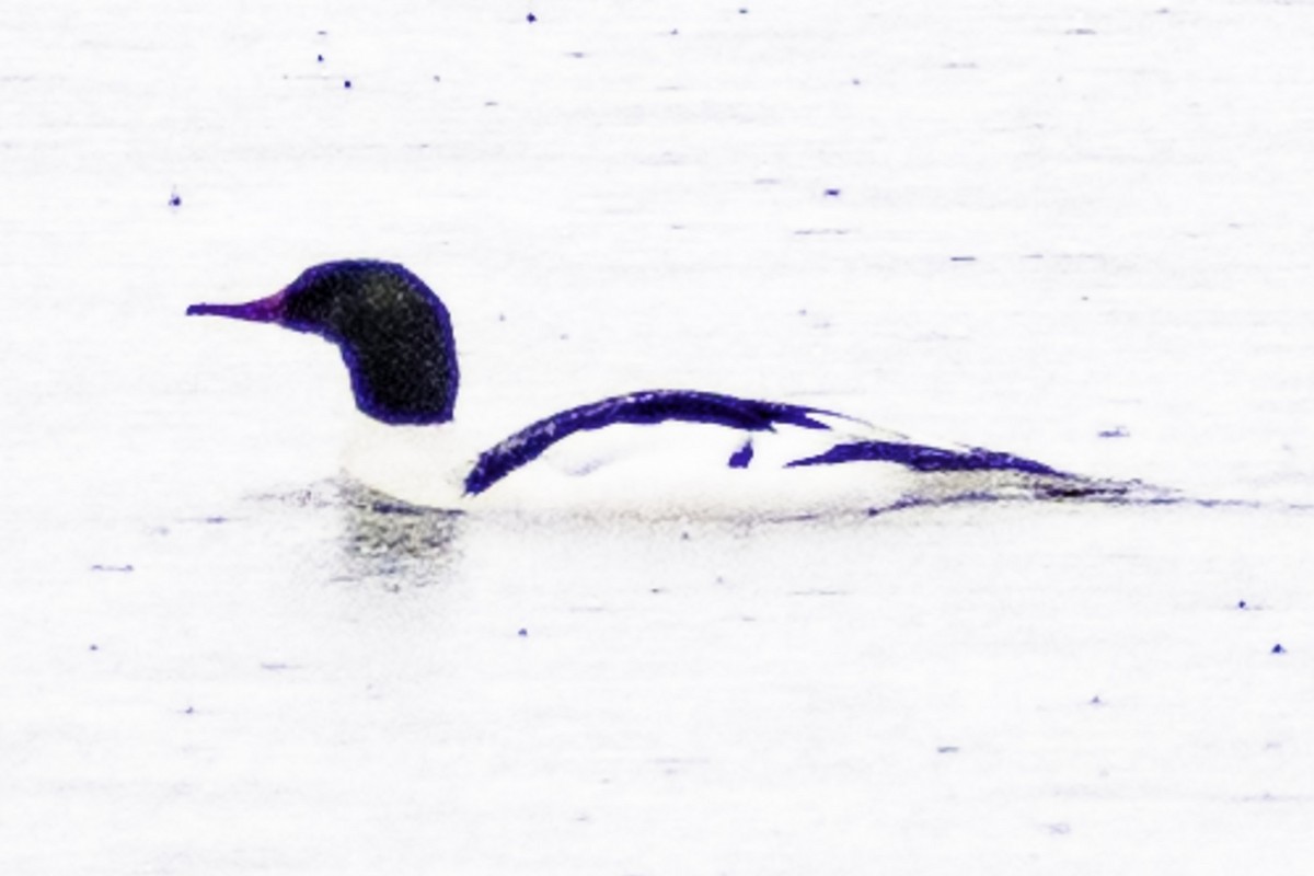 Common Merganser (North American) - ML624269617