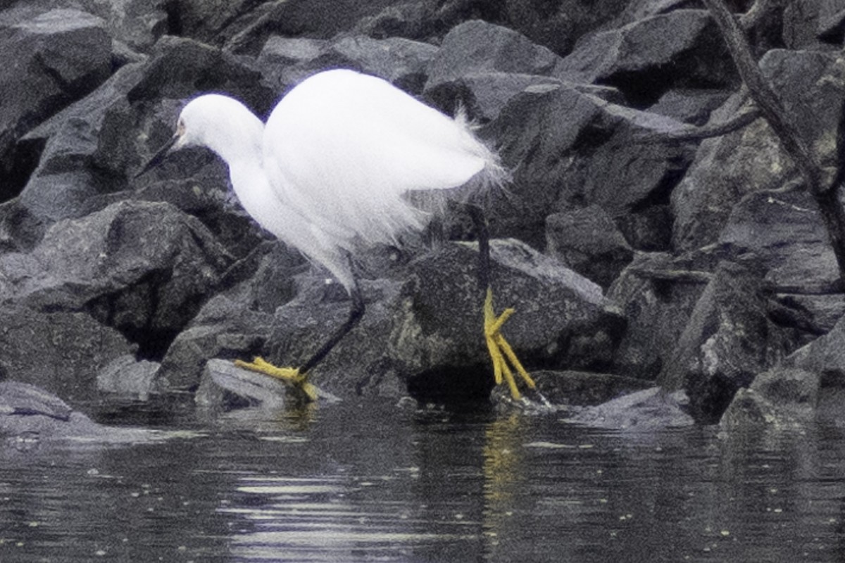 Snowy Egret - Paul Barnett