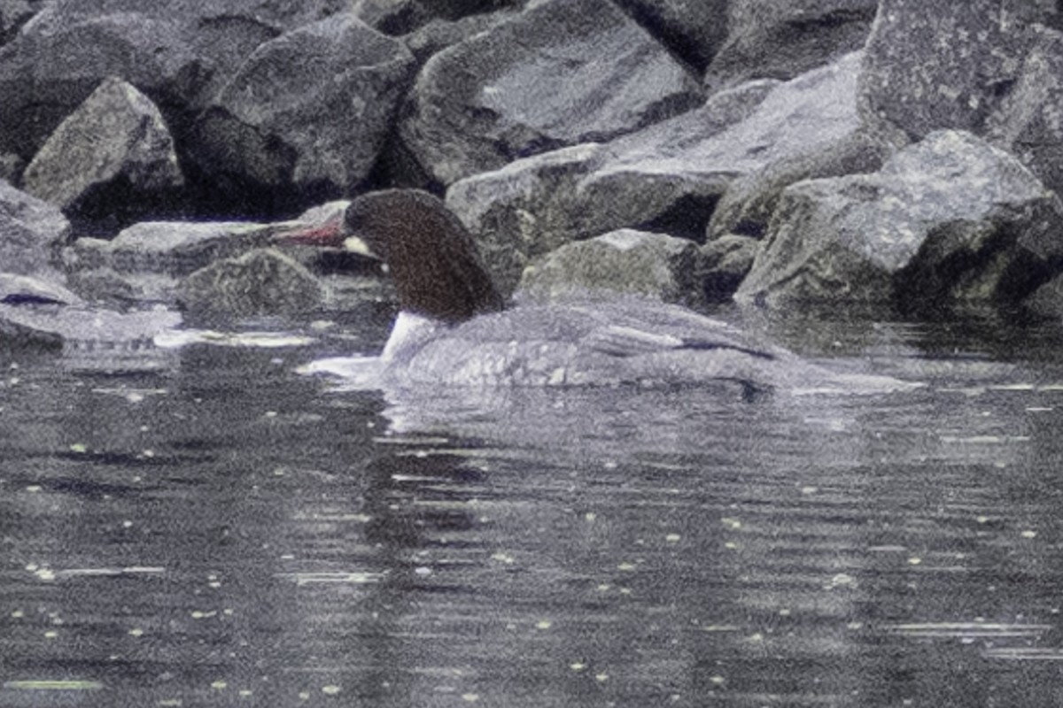 Common Merganser (North American) - ML624269659