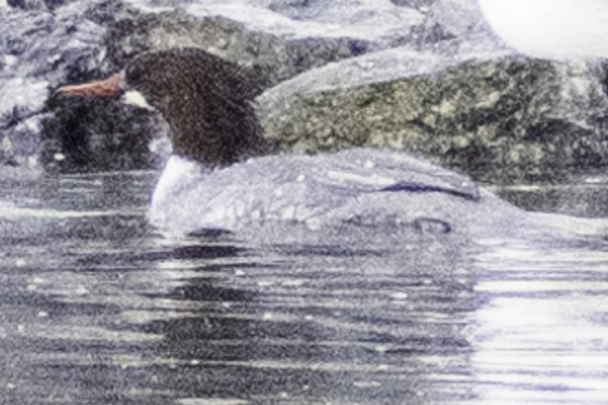 Common Merganser (North American) - ML624269672