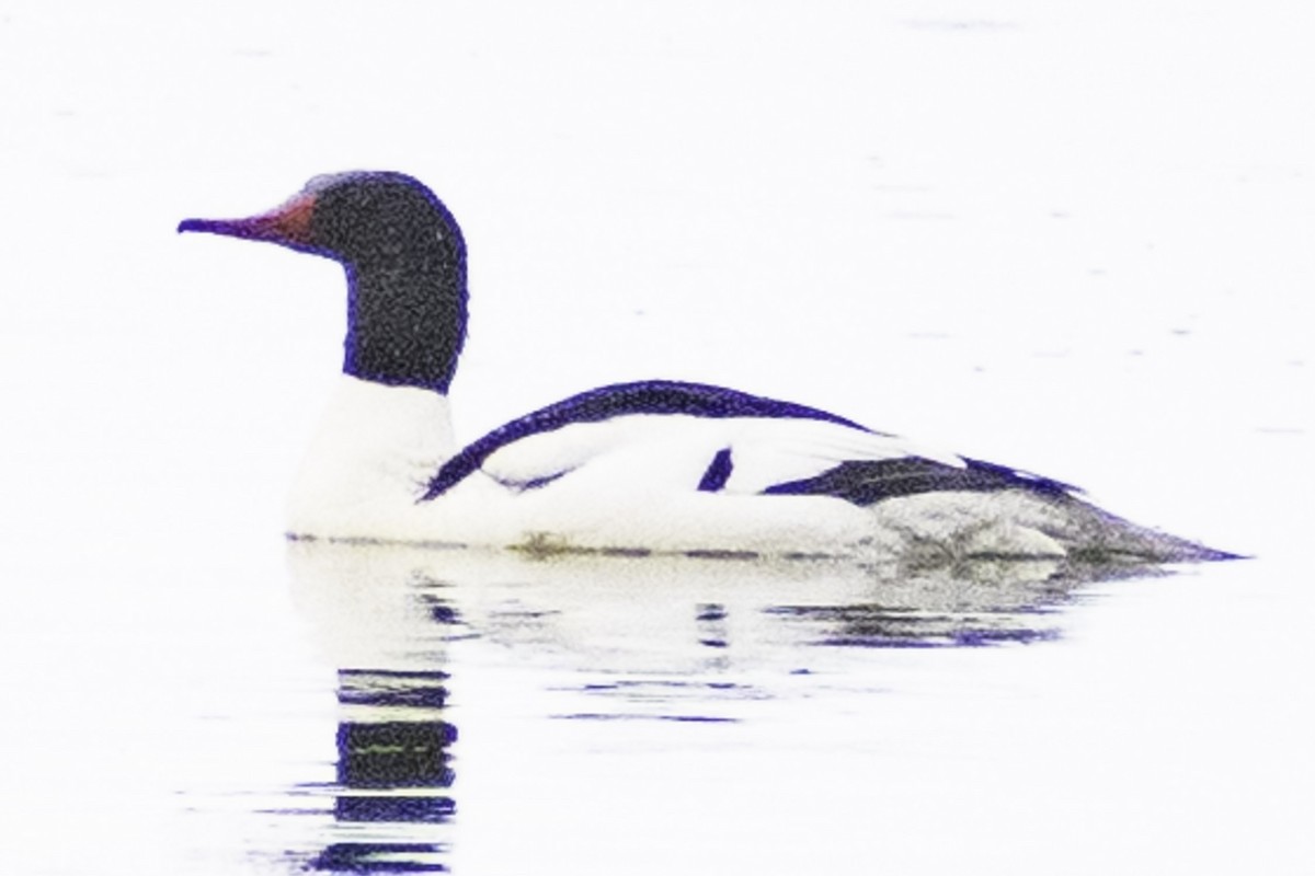 Common Merganser (North American) - ML624269684