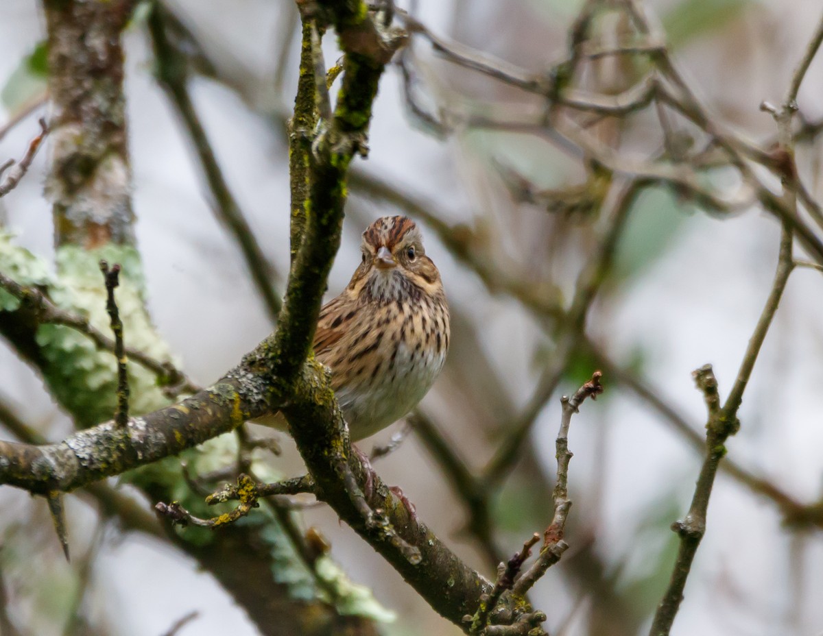 Lincoln's Sparrow - ML624269699