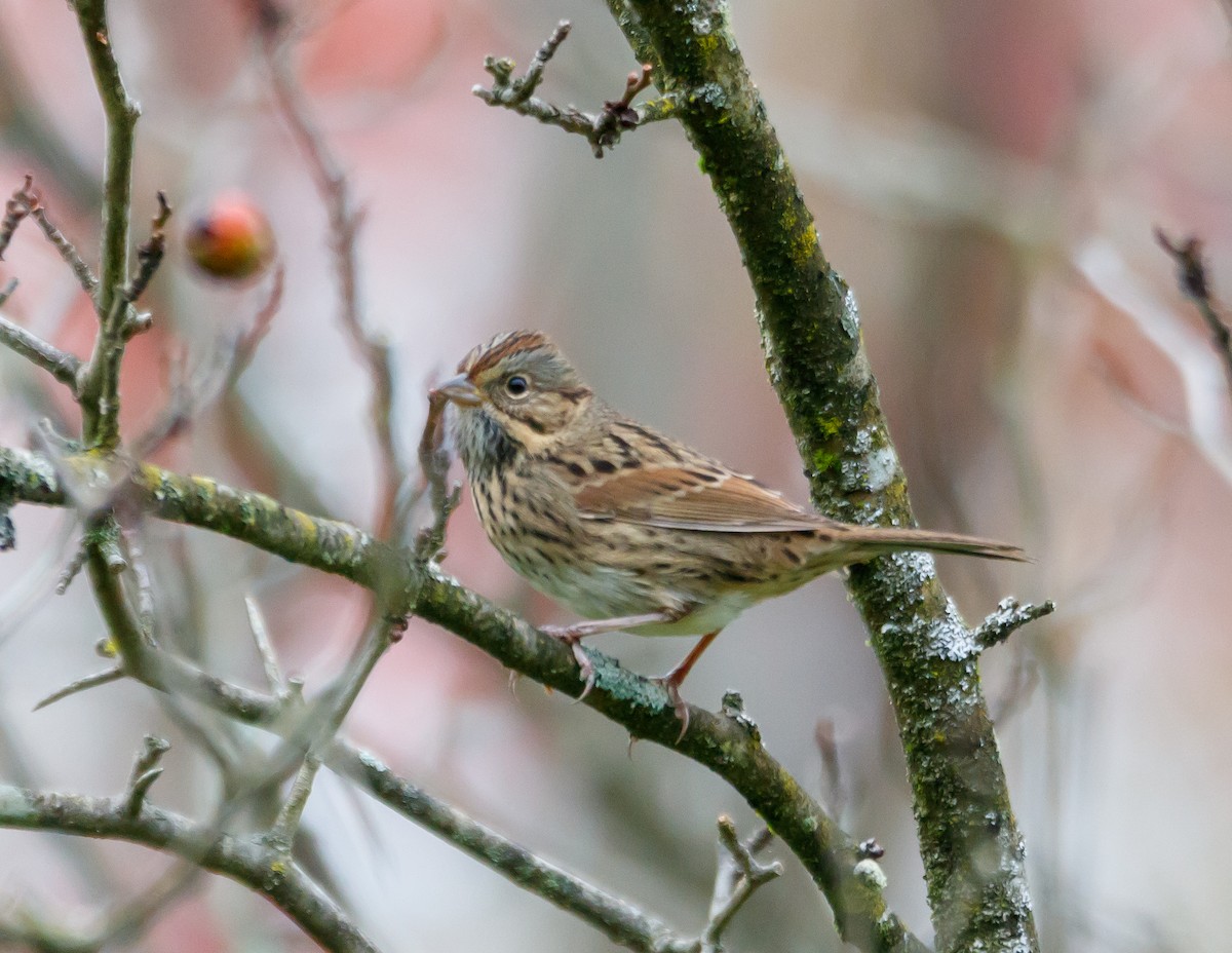 Lincoln's Sparrow - ML624269700