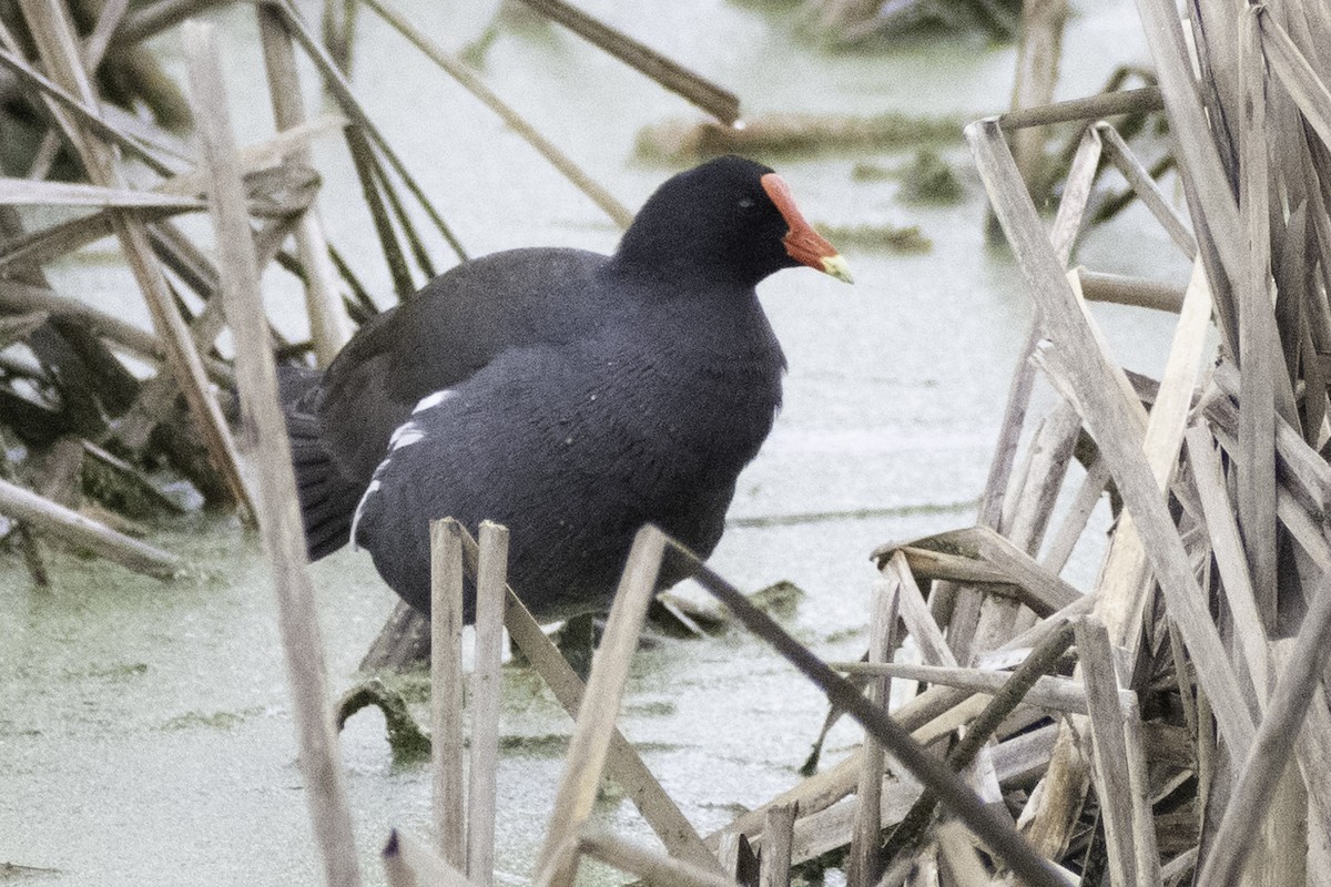 Common Gallinule (American) - ML624269720