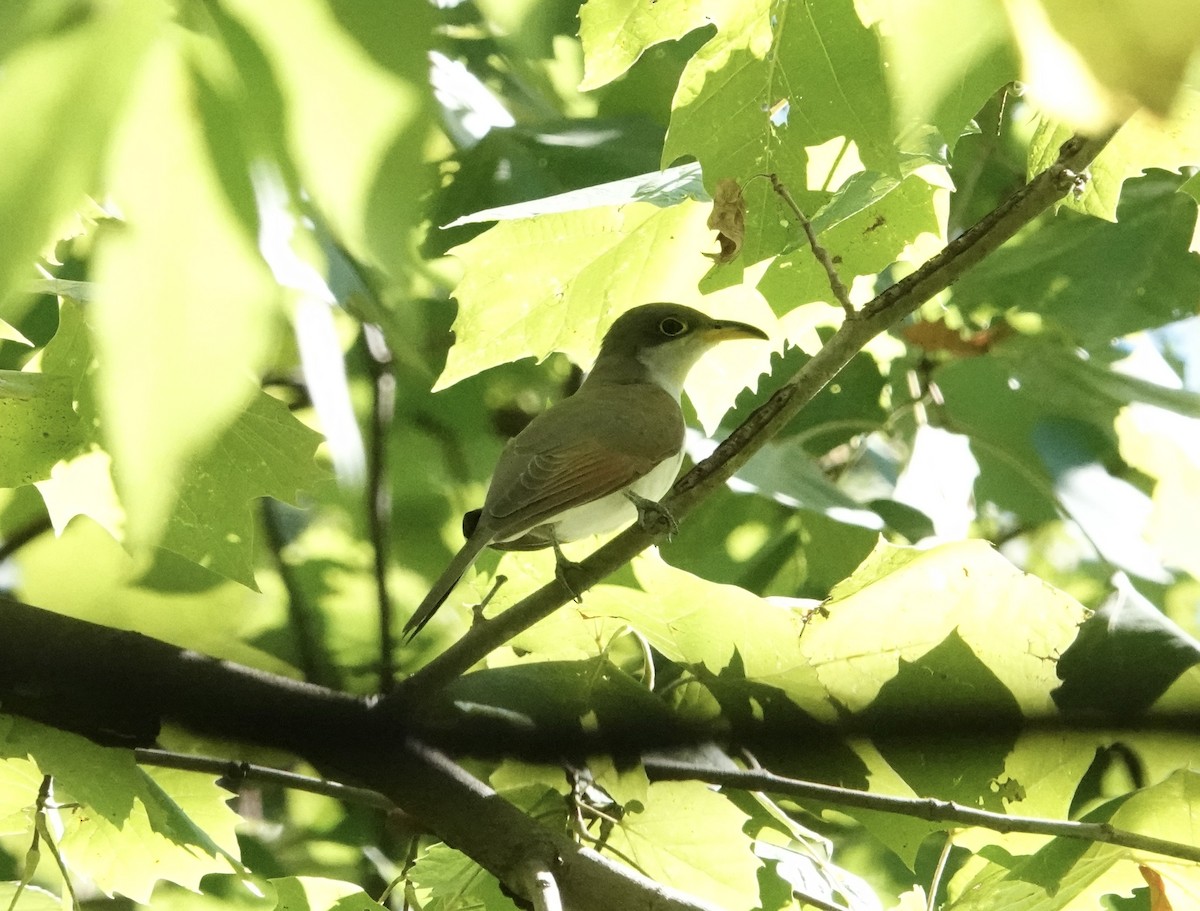 Yellow-billed Cuckoo - ML624269728