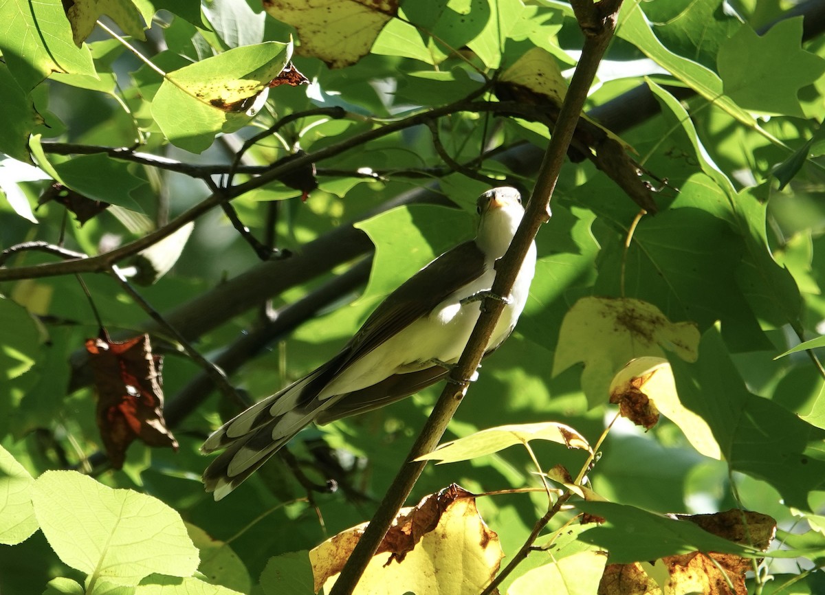 Yellow-billed Cuckoo - ML624269737