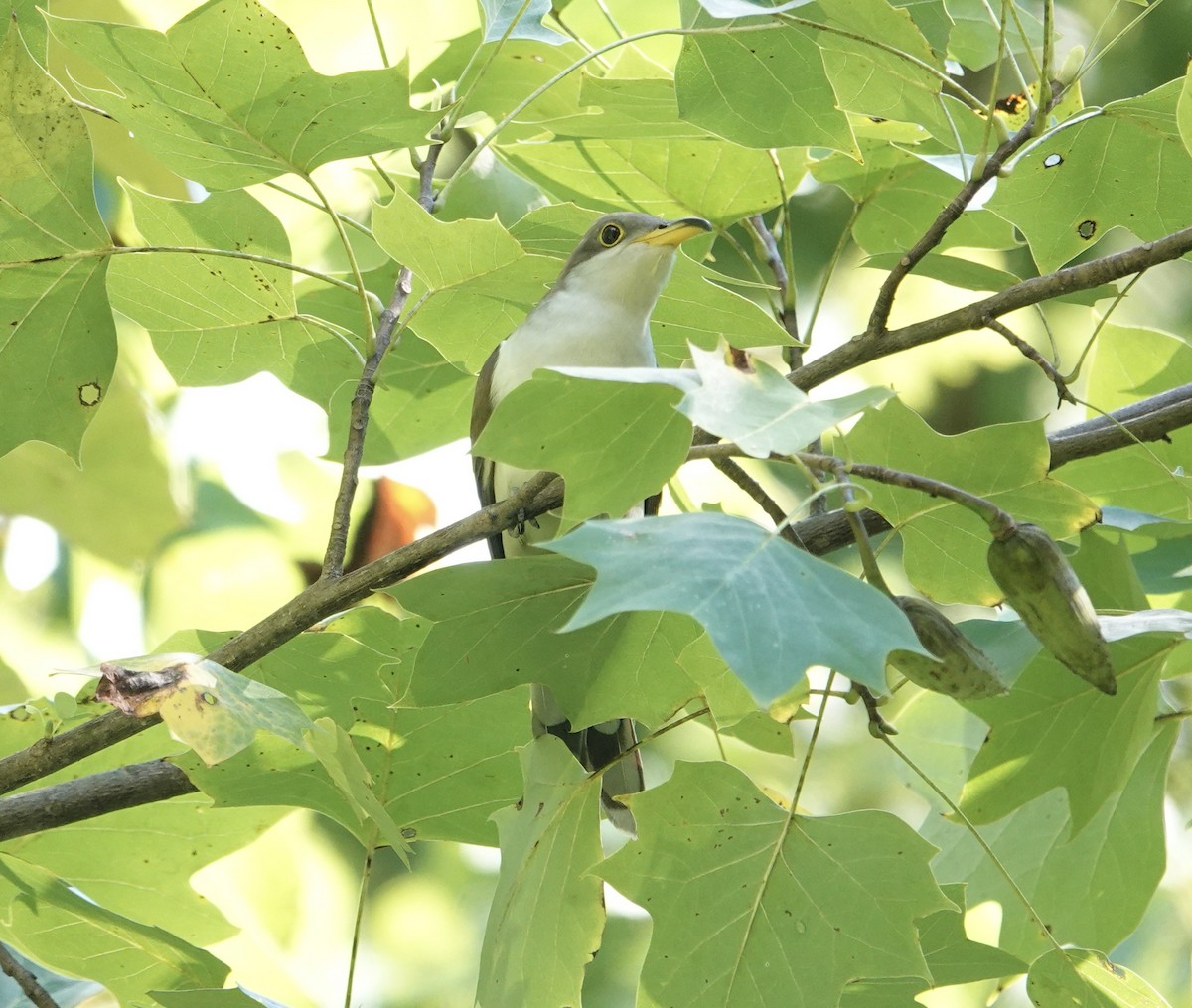 Yellow-billed Cuckoo - ML624269739