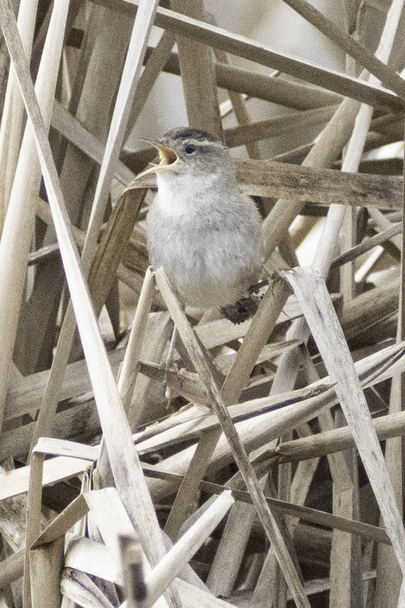 Marsh Wren (paludicola Group) - ML624269749