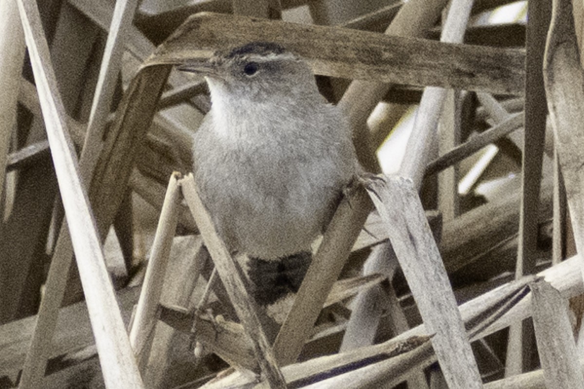 Marsh Wren (paludicola Group) - ML624269756