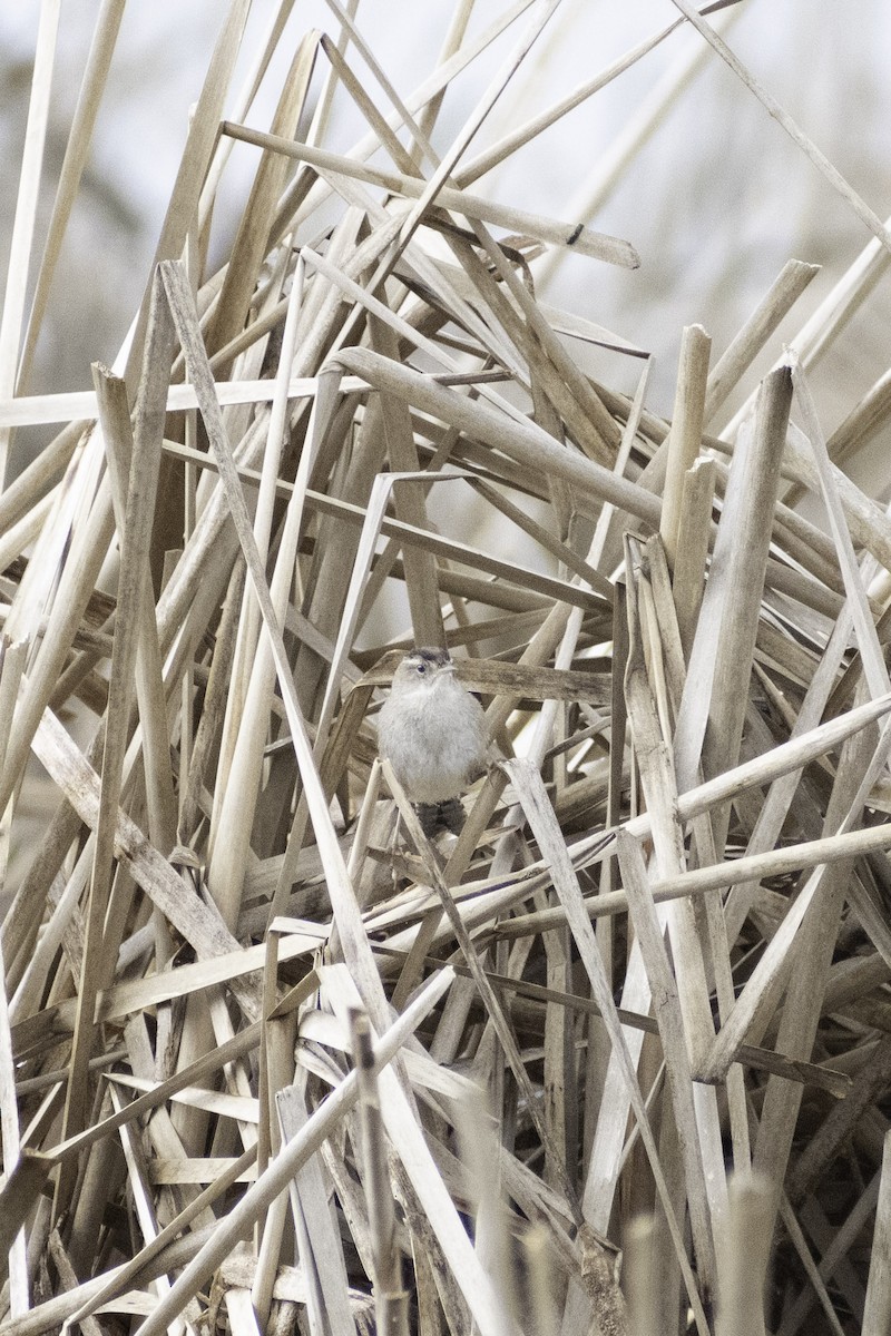 Marsh Wren (paludicola Group) - ML624269760