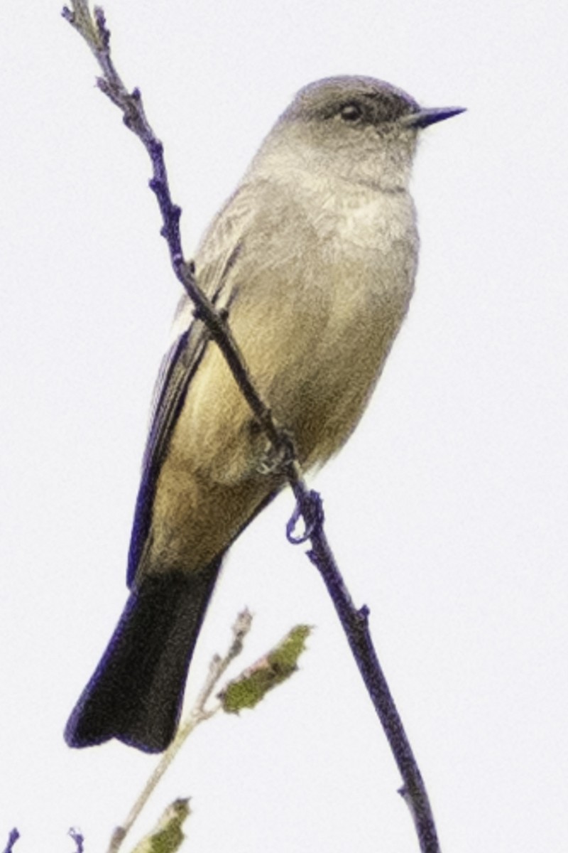 Say's Phoebe - Paul Barnett