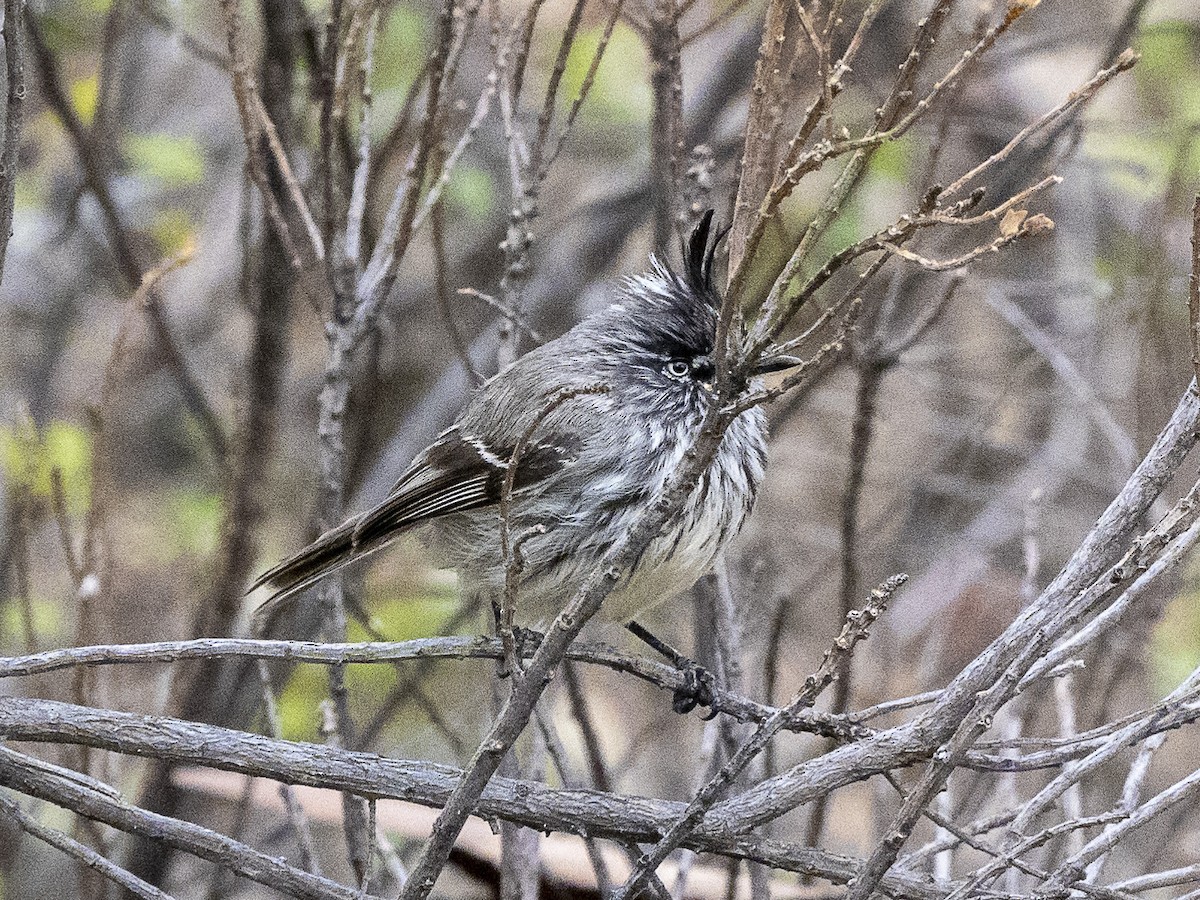 Tufted Tit-Tyrant - ML624269799